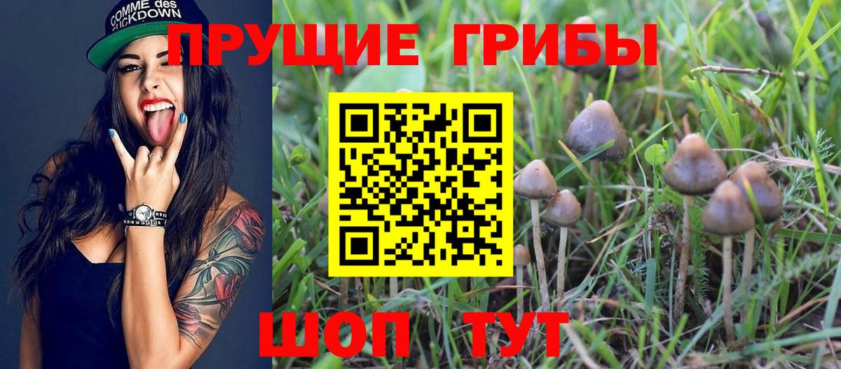 Зима  Псилоцибиновые грибы Cubensis  Вход с VPN 